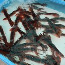 주문진산오징어 이미지