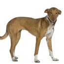 잠실동물병원 이미지