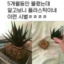 이렌