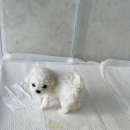 신도시켄넬 이미지