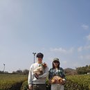 게으른 날 | 반려견동반 제주 쌍둥이 태교여행 오설록티뮤지엄 산양큰엉곶 호정이네 올레시장 먹거리