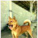 청주진도견연구소 이미지