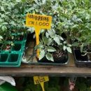 집에서 방울토마토키우기 딸기근황까지 이미지