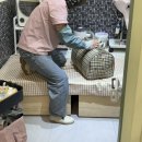 고양이 무마취 미용 냥털도둑 이미지