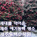 남원읍-80 | 제주 동백수목원 눈오는날 후기｜2026년 동백꽃 개화상태·눈꽃 동백 명소