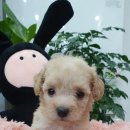 쥬티펫 신탄진점 이미지