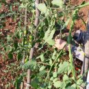 민이네농장 이미지