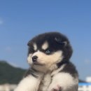 김해강아지분양고양이분양도그하우스 - 김해시 구지로 144 | 김해강아지분양고양이분양도그하우스