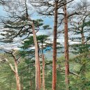 중부-현장-중부-1410 | 1박2일 기후위기 모니터링(울진 금강소나무림,함백산,정암사) 210702-03