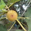 무시(무) 이미지