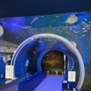 11545-12-10-42 | 경기도 시흥 대부도 해양생태과학관 42개월 아이랑 방문 후기