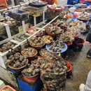 남해싱싱대게 | 사천·남해 가족여행 먹거리 총정리｜삼천포용궁시장 대게·모듬회·물메기탕, 서진이네 건어물 방문 후기