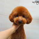 딥마리(deepMary) 이미지