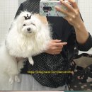 애드펫동물병원 이미지