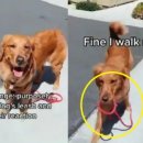 로얄캐닌코리아유한회사 이미지