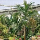 부천호수식물원 수피아 이미지