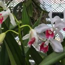 Laelia purpurata carnea-cherry × self 이미지