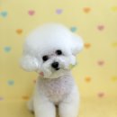 댕그루밍 이미지