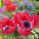 아네모네 이미지