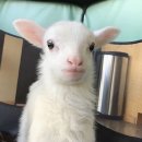 아기염소 이미지