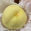 농업회사법인 홍천양돈주식회사 | 6시 내고향 함양 설도 겨울복숭아 연락처 택배 주문 설도마켓 위치