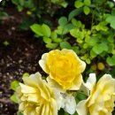 짠짜라(김유옥X홍지민) 이미지