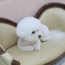 빛날개 이미지