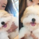 솜사탕펫 네이버블로그