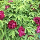 송일농장 이미지