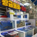 강선장횟집죽도집 | 속초 물회 맛집 깔끔한 회 포장 전복죽 회덮밥 속초 중앙시장 먹거리 속초황금물회횟집