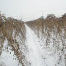 태백농장 이미지