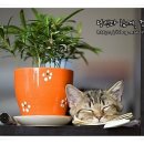 땀이줄줄 이미지