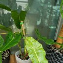 파라이소 이미지