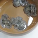 남도뻘낙지 이미지