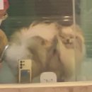 지니펫 애견미용실 | 일산 애견 미용 - 예민 포메 미용에 최적, 몇 년 째 다니고 있는 일산동구 지니펫 애견미용실(내돈내산)