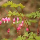 보타닉가든의 금낭화 (Bleeding Heart) 이미지