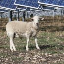 방목태양광발전소 이미지