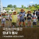 경기도 종자관리소 | 겨리농경문화 시연과 손 모내기를 했어요! 국립농업박물관 모내기 행사 후기