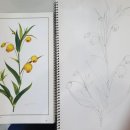 연필스케치와 꽃그림 이미지