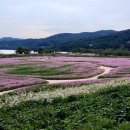 은행나무숲 주차장 부근 이미지