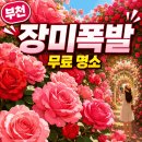 하양-7(하양한전 버스정류장 옆) | 쓰레기 매립장이었다는 게 믿기지 않았어요ㅣ부천 백만송이장미원 장미축제 2026 개화시기·주차·교통...