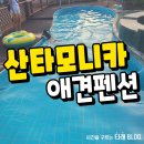 모니카애견 이미지