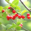 앵두의 효능 1개 칼로리 앵두 수확 시기 이미지