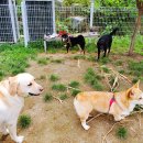 재미나개 이미지