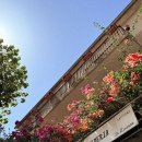 라벤데리아 이미지