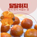 반시홍시 | 2025년 햇 청도반시 내돈내산, 역대급 꿀맛 홍시 만난 썰 (2.5kg 중과 후기)