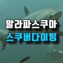 상어 | 필리핀 말라파스쿠아 환도상어 스쿠버다이빙 후기!