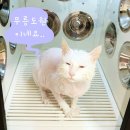 코코넨네 | 청주 고양이 무마취 미용, 스파 <코코넨네> 두번째방문