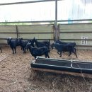 염소농장 이미지