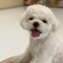 광주 애견유치원 애견호텔 플레이멍 이미지